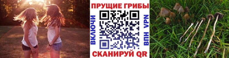 купить наркоту  Кондрово  kraken рабочий сайт  Псилоцибиновые грибы мицелий 